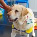 Therapy Dog’s Birthday Party Gets a Disney Twist at Children’s Hospital