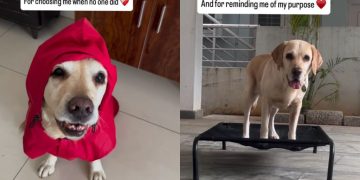 Once Rejected for Her Challenges, This Dog Grew Into a Source of Comfort for So Many