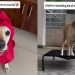 Once Rejected for Her Challenges, This Dog Grew Into a Source of Comfort for So Many