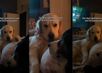 Golden Retriever Acts Weird When His Girlfriend Comes Over