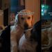 Golden Retriever Acts Weird When His Girlfriend Comes Over