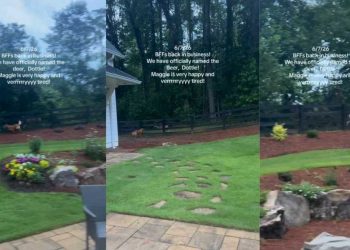 Dog Has Found True Friend in a Deer & They Have Their Own Special Game
