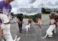 Deaf Shelter Dog Almost Gave up on Finding a Family Until It All Changed