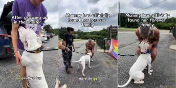 Deaf Shelter Dog Almost Gave up on Finding a Family Until It All Changed