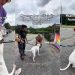Deaf Shelter Dog Almost Gave up on Finding a Family Until It All Changed