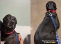 Dog Is ‘Perfect Angel’ at the Vet but Clings to Mom for Comfort When She’s Scared