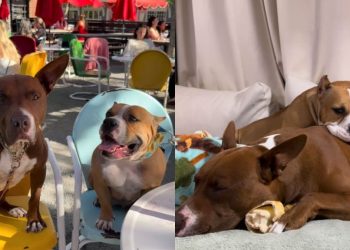 Rescue Dog & Foster Friend’s Love Story Culminates in a Wedding