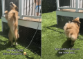 Golden Retriever Becomes Cutest ‘Kangaroo’ While Playing With Little Boy