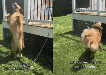 Golden Retriever Becomes Cutest ‘Kangaroo’ While Playing With Little Boy