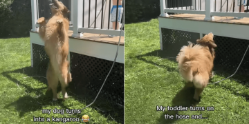 Golden Retriever Becomes Cutest ‘Kangaroo’ While Playing With Little Boy
