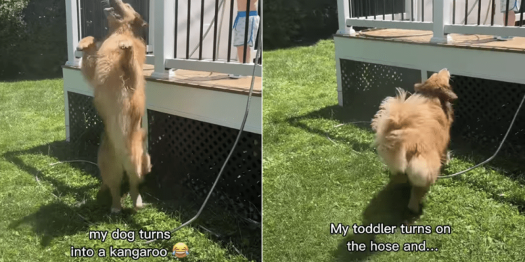 Golden Retriever Becomes Cutest ‘Kangaroo’ While Playing With Little Boy