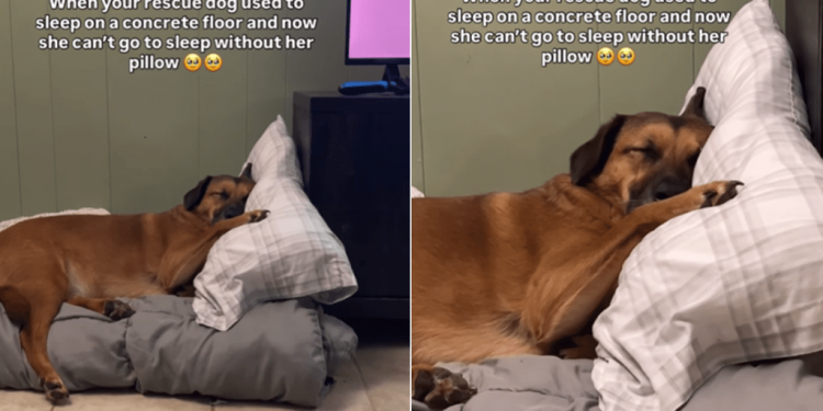 Rescue Dog Who Spent Life Sleeping on Concrete Floor Refuses To Leave Soft Pillow