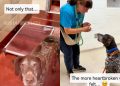 Senior Shelter Dog Surrendered by Family Finds a Loving New Home
