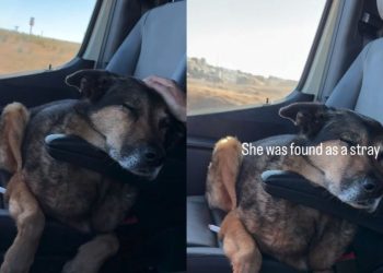 Senior Dog Was a Stray, Adopted & Returned, but Life Finally Feels Like Home