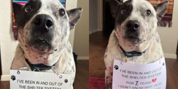 Dog Who Has Been in & Out of Shelter System for 7 Years, Hasn’t Lost Hope for Forever Home