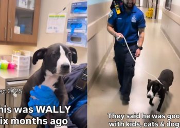 Dog Is Returned To Shelter Over ‘Breed Restrictions’ in Previous Home