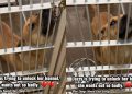 Stray Dog Finds Herself Homeless Again at the Shelter, Eagerly Tries To Open Kennel Door
