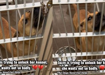 Stray Dog Finds Herself Homeless Again at the Shelter, Eagerly Tries To Open Kennel Door