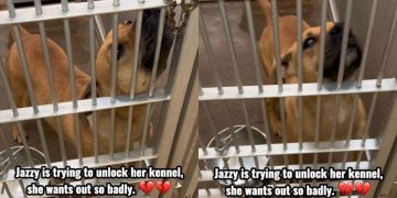 Stray Dog Finds Herself Homeless Again at the Shelter, Eagerly Tries To Open Kennel Door