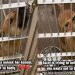 Stray Dog Finds Herself Homeless Again at the Shelter, Eagerly Tries To Open Kennel Door
