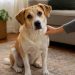 Shelter Dog Remembers What It Feels Like To Be Loved, but Still Thinks Its Temporary