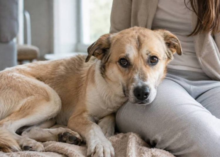 Shelter Dog Rescued From Life on Streets Doesn’t Trust Mom Yet but Still Wants Snuggles
