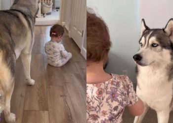 Husky Lets Little Girl Give Him the Cutest Makeovers