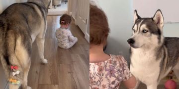 Husky Lets Little Girl Give Him the Cutest Makeovers