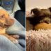 Rescue Dog Scared of Leaving His Past Finds a New Best Friend