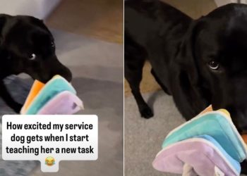 Service Dog Gets Too Excited Over Owner Teaching Her a New Task