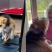 ‘Paralyzed’ Rescue Dog Falls in Love With Little Girl & It Looks Just Like a Fairytale