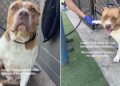 Shelter Dog Keeps Raising Her Paw, but She’s Just Hoping Someone Will Shake It