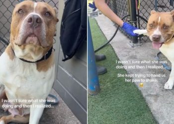 Shelter Dog Keeps Raising Her Paw, but She’s Just Hoping Someone Will Shake It