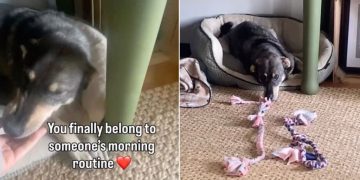 Shelter Dog Spent Years Alone in a Kennel, Now Knows Peace as Part of a Family