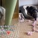 Shelter Dog Spent Years Alone in a Kennel, Now Knows Peace as Part of a Family