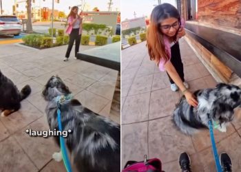 Dog Makes a ‘Peace Offering’ to a Girl Scared of Petting Him