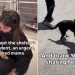 ‘Overlooked’ Mom Dog Gets Adopted After Longest Shelter Stay