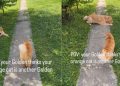 Dog Fully Believes Cat Is Just Another Golden Retriever Sibling