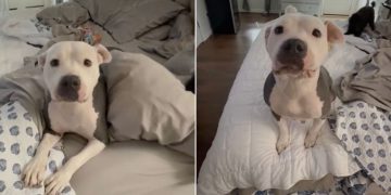 Mama Foster Dog’s Babies Get Adopted, So She’s Now Ready for Her Own Happy Ending