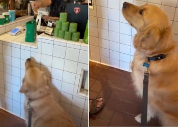 Locals Make Golden Retriever Feel Celebrated on His 3rd Birthday