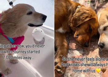 Golden Retriever’s Rescue Story Began a World Away but Every Step Was One Closer to Home