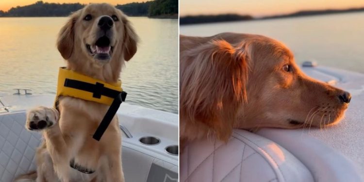 Golden Retriever Puppy Experiences First Sunrise With Dad & It Couldn’t Be Sweeter