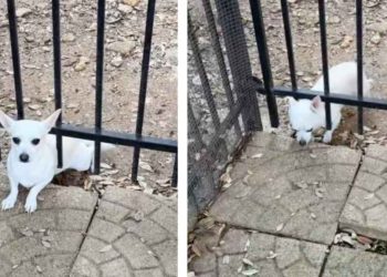 Rescue Dog Plots an Escape Plan Before Hilariously Getting Caught