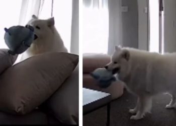 Dog’s Home-Alone Routine Looks More Like an Entertainment TV Show