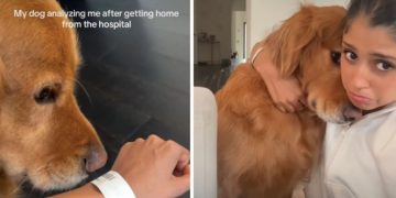 Non-Affectionate Dog Fails To Abide by Rules When This Happens