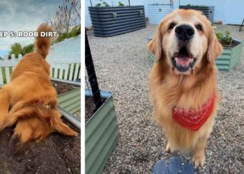 Golden Retriever Duo’s Garden Adventure Turns Into Muddy Chaos