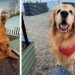 Golden Retriever Duo’s Garden Adventure Turns Into Muddy Chaos