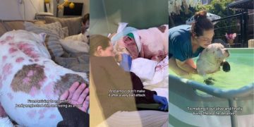 Neglected Dog Who Almost Didn’t Make It Gets a Miraculous Transformation
