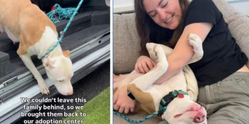 Mama Shelter Dog Watches All Her Babies Find Homes, Now She’s Hoping for One Too