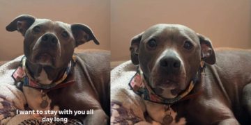 Rescue Dog Is All Ears for Her Owner’s Heartfelt Message